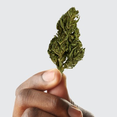 CBD Çiçeği - EUPHORIA