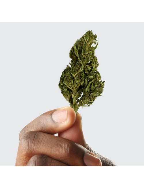 CBD Çiçeği - EUPHORIA