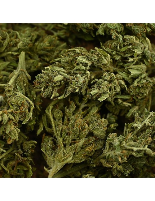 CBD Çiçeği - EUPHORIA