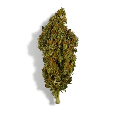 CBD Çiçeği - SHERBET