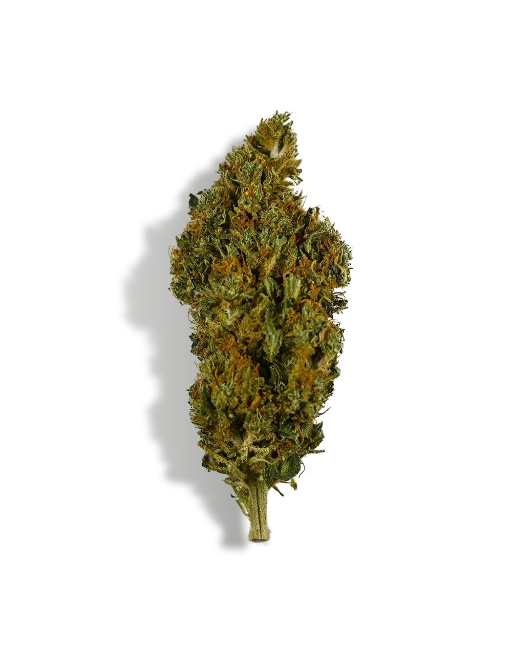 CBD Çiçeği - SHERBET