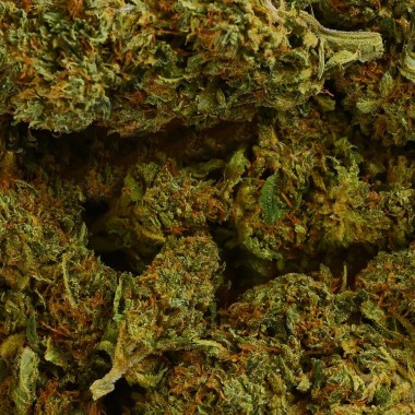 CBD Çiçeği - SHERBET