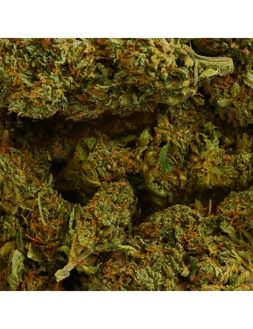 CBD Çiçeği - SHERBET