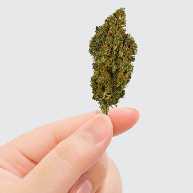 CBD Çiçeği - SHERBET