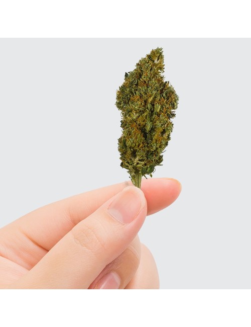 CBD Çiçeği - SHERBET