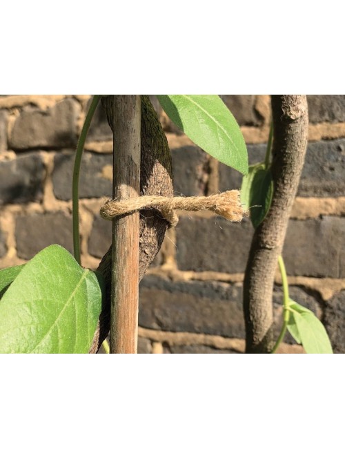 Bükülmüş jüt şerit, doğal, 5m