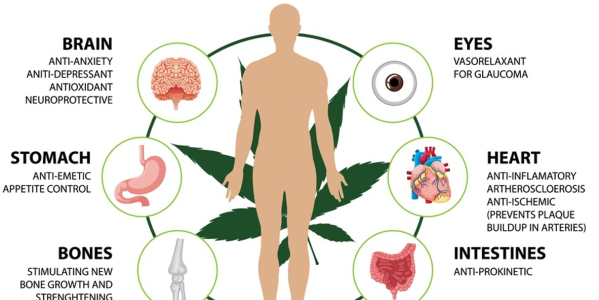 Cannabidiol (CBD): Wirkung, Funktionsweise und Nutzen für den Körper
