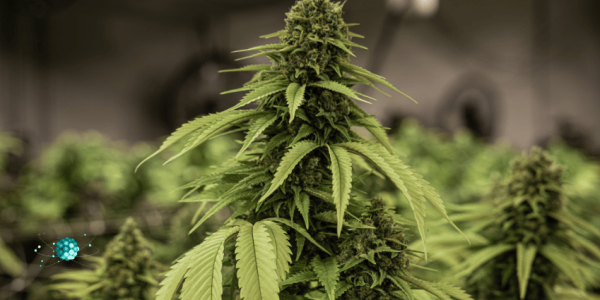 Amnesia Haze – Die Legende unter den CBD-Blüten